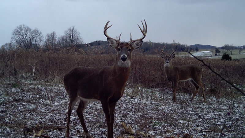 10 Reasons The Late Season Is The Best Time To Punch Your Buck Tag
