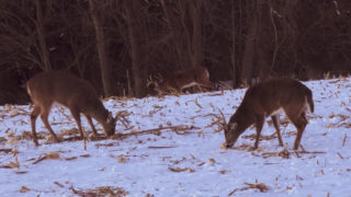 Nda's 3 Keys To Late Season Deer Hunting