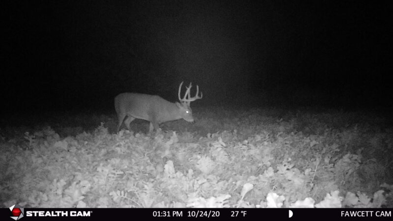 Age This Buck #26