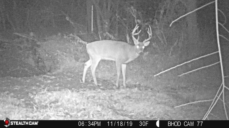 Age This Buck #26