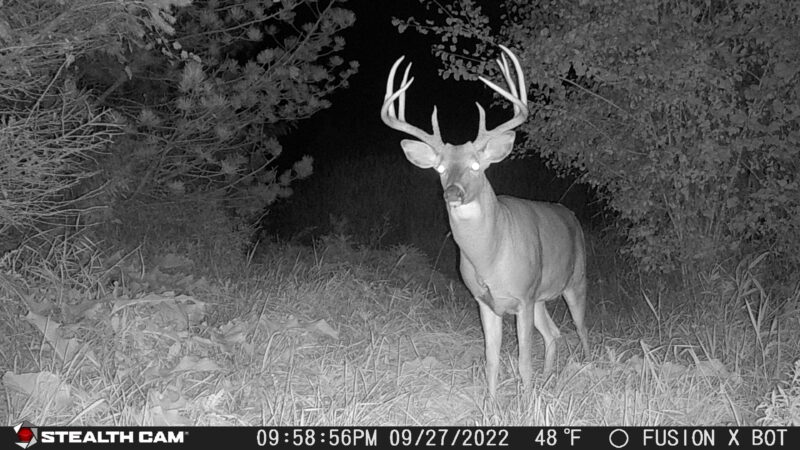 Age This Buck #25