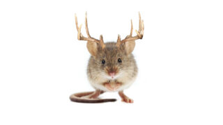 Mouse With Antlers Image