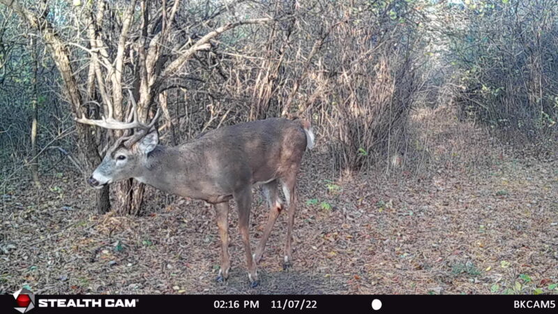 Age This Buck #24