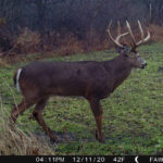 Age This Buck #26