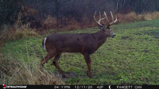 Age This Buck #26