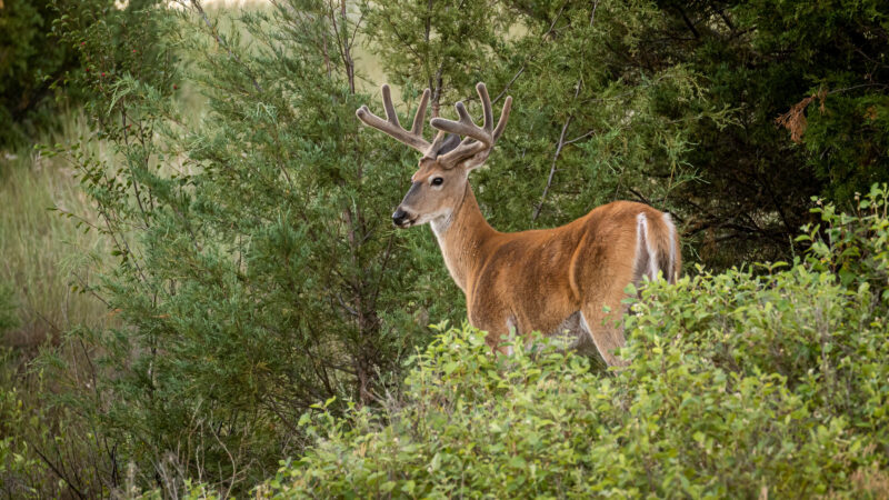 Oklahoma Considering Velvet Buck Season