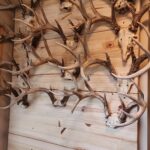 Whitetail In Indiana And Massachusetts By John Hay