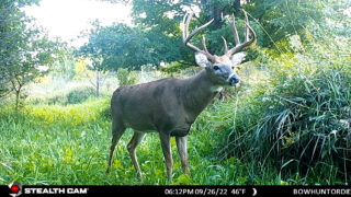 Age This Buck #25