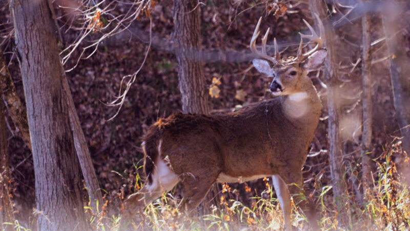 Does The Passive Management Approach Work For Controlling Cwd?