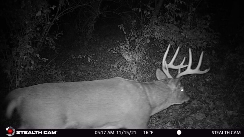 Age This Buck #29