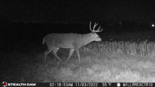Age This Buck #27