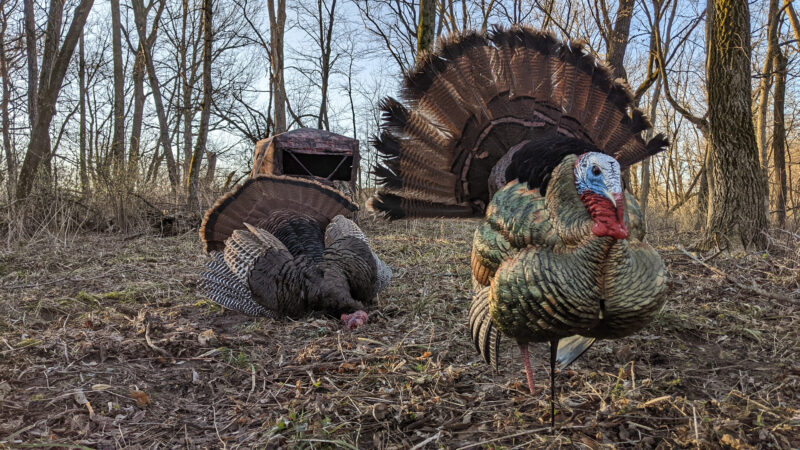 Are Expensive Turkey Decoys Really Worth It?