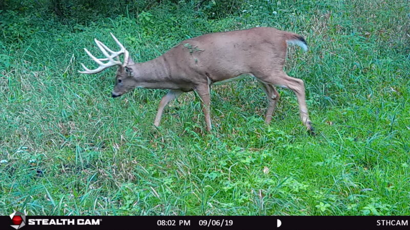 Age This Buck #29