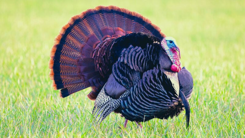 Why Turkeys Won't Come To Your Calling