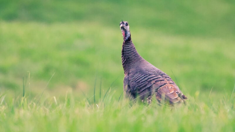 Why Turkeys Won't Come To Your Calling