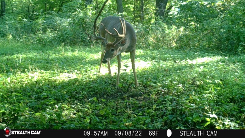 5 Ways To Funnel Deer Past Your Stand