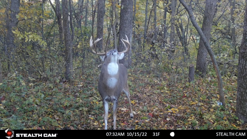 5 Ways To Funnel Deer Past Your Stand