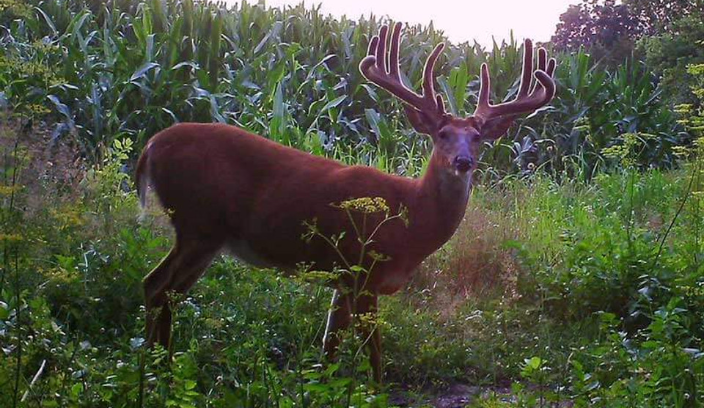 Minerals & Deer Antlers:  Do They Have A Place In Deer Management?