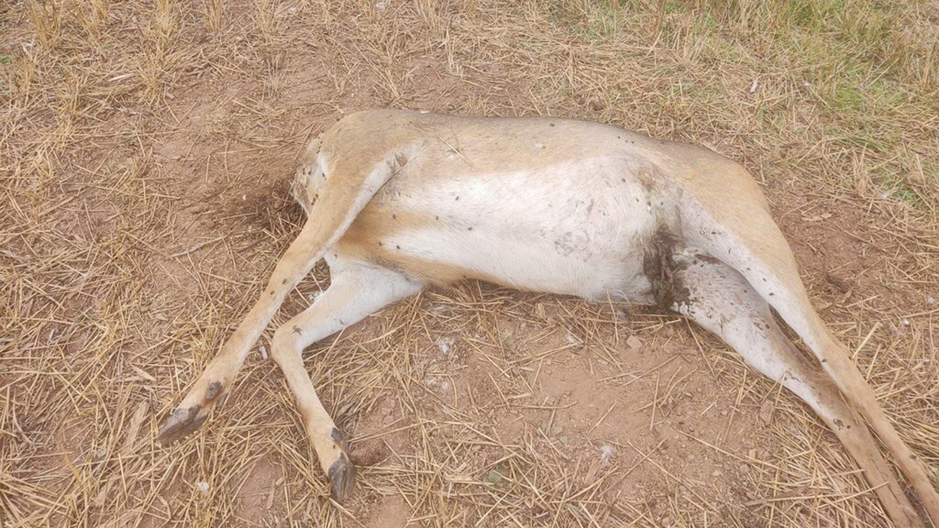 Are Poaching Fines Cheaper Than An Outfitter?
