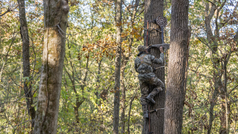 When Is The Best Time To Hang Your Treestand?