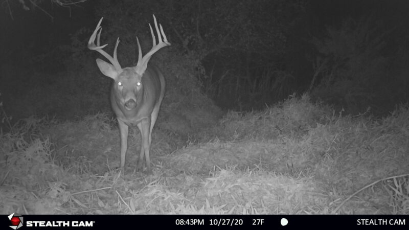 Age This Buck #34