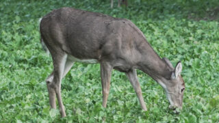 Monster No Huddle Delivers Last Minute Food Plot Option