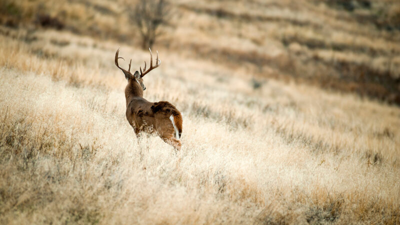 Bowhunting: How Far Can Shoot, Or How Close Can You Get?