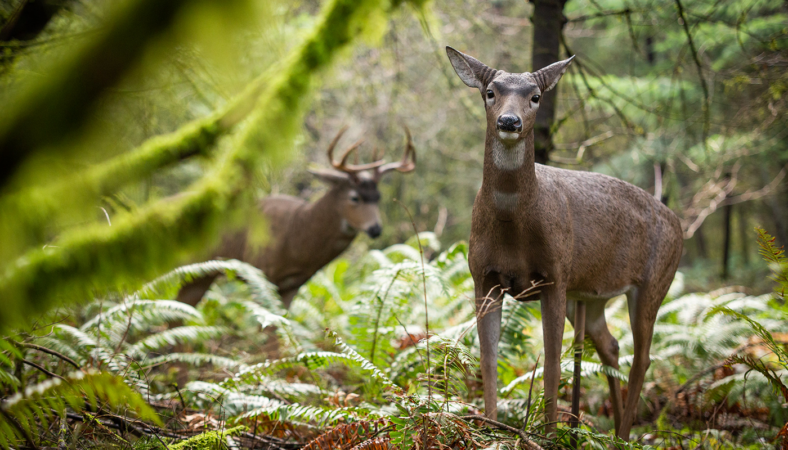 When Is The Best Time To Use A Deer Decoy?