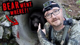 Risky Bear Recovery | This Is Not Good!