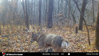 Age This Buck #37