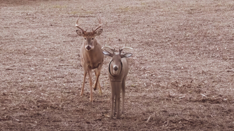 How To Decoy Whitetail Deer