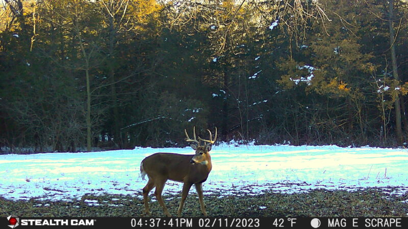 Age This Buck #40