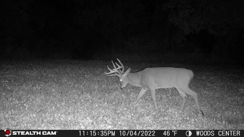 Age This Buck #41
