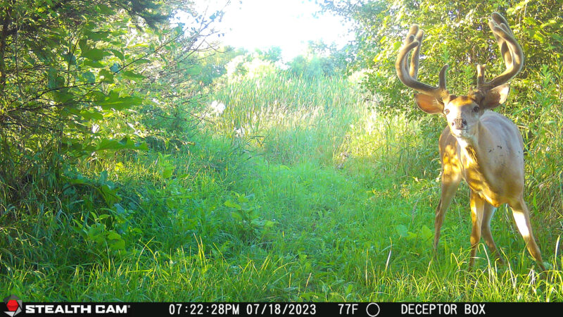 How Trail Cameras Are Hurting Your Hunt