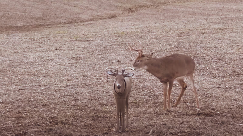 How To Decoy Whitetail Deer