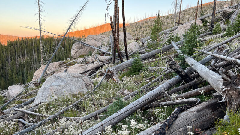 Friendly Folks Choose Wilderness Areas To Bowhunt Elk