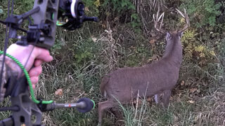 Big Buck Surprises Bowhunter @15 Yards!