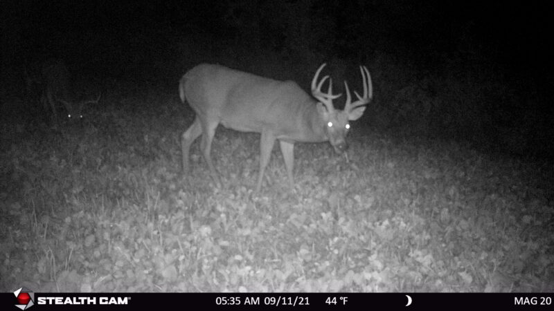 Age This Buck #43