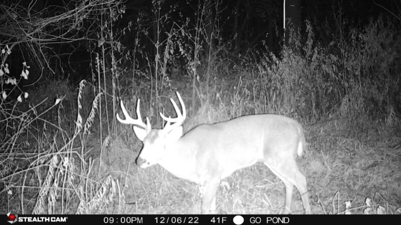 Age This Buck #42