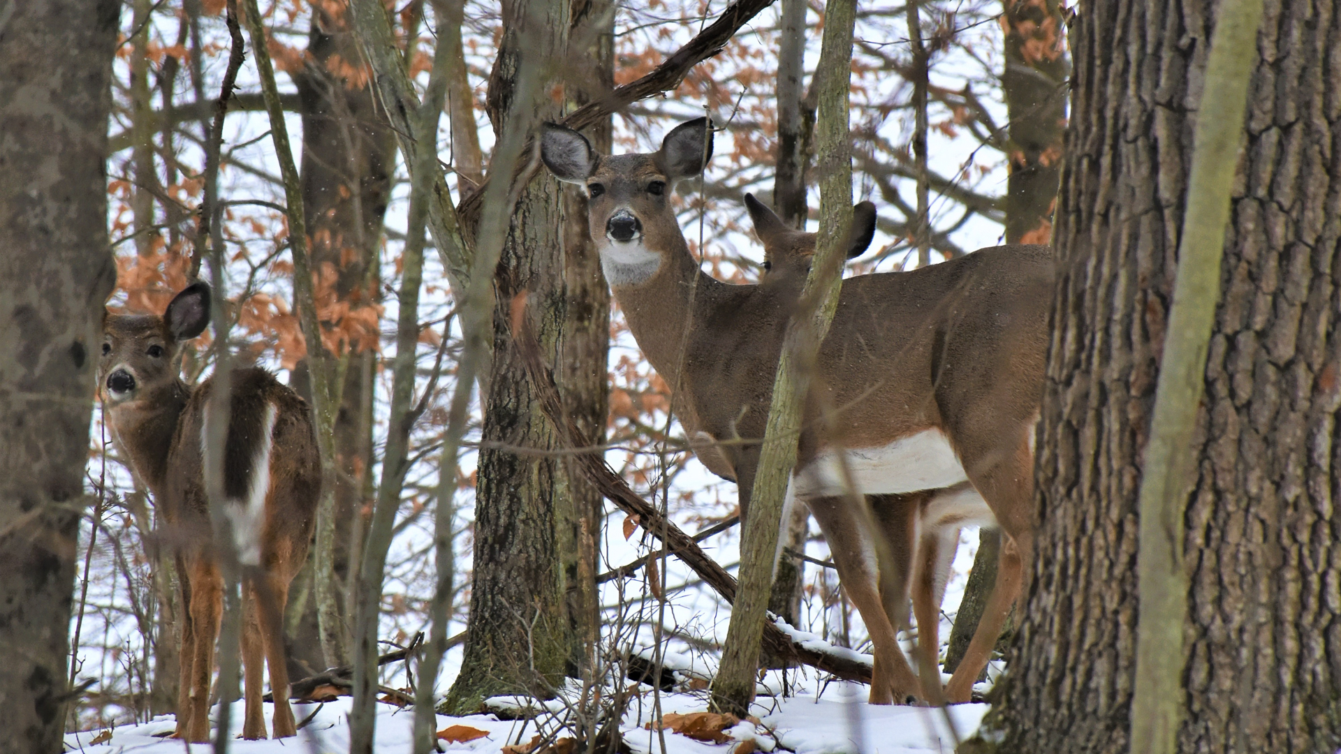 The Good, Bad & Ugly Of Bowhunting Deer In December