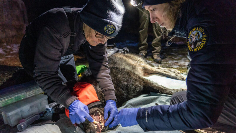 Wolf Relocation Colorado Releases 5 Gray Wolves in Re-introduction Program
