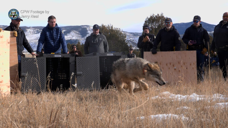 Colorado Releases 5 Gray Wolves In Re Introduction Program