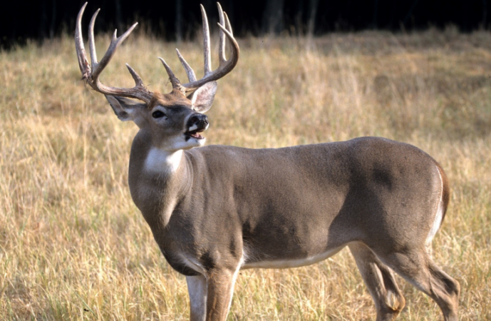 Chronic Wasting Disease Confirmed In Kentucky