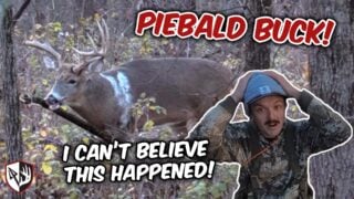 Giant Piebald Buck With A Bow! | Illinois Rut hunt