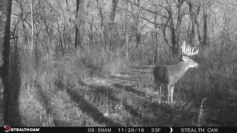 Age This Buck #45