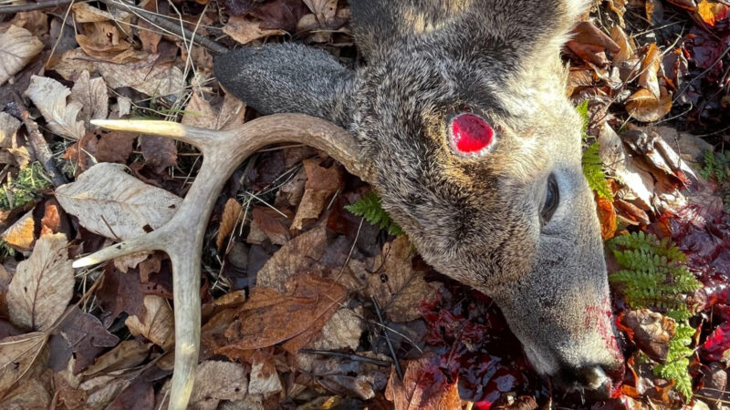 The Good, Bad & Ugly Of Bowhunting Deer In December