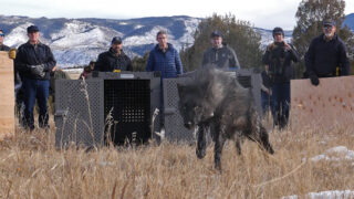 Colorado Releases 5 Gray Wolves In Re Introduction Program