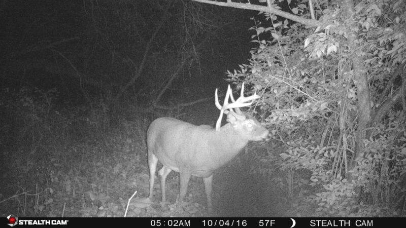 Age This Buck #46