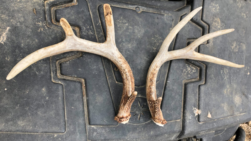 10 Things Shed Antlers Tell Us 10 Things Shed Antlers Tell Us