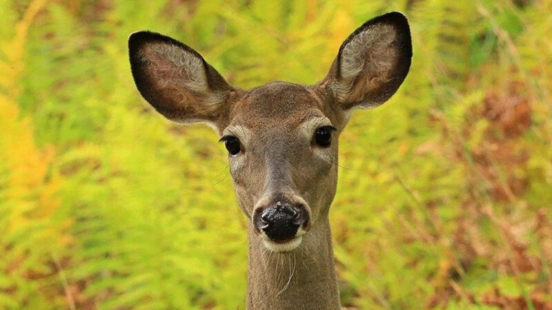 What Do Deer See?
